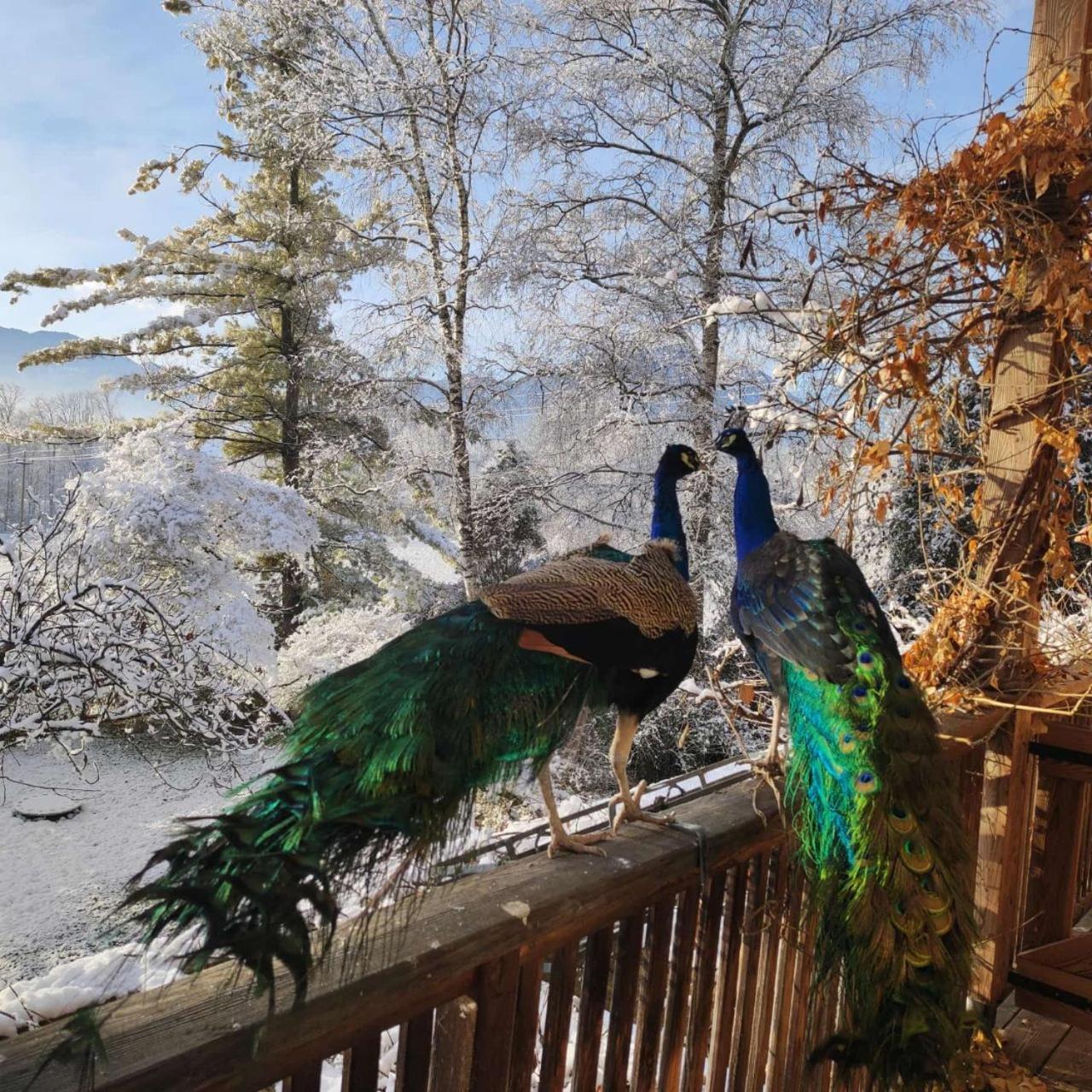 Bioagriturismo Vegan Campo Di Cielo Cesiomaggiore Kültér fotó