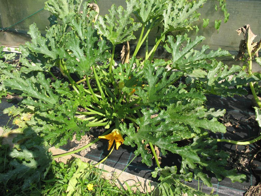 Bioagriturismo Vegan Campo Di Cielo Cesiomaggiore Kültér fotó